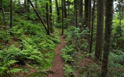 Walks ‘n Talks with Dad